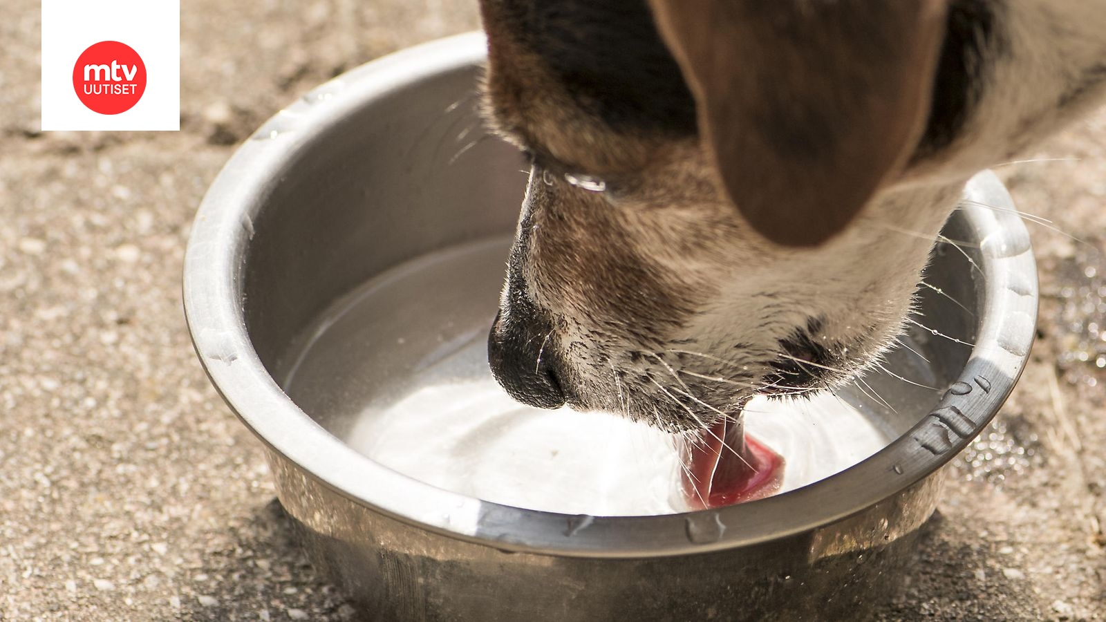 Миска с водой для собаки. Собака пьет воду. Собачье молоко. Щенок лакает. Собака вырвало жидкостью