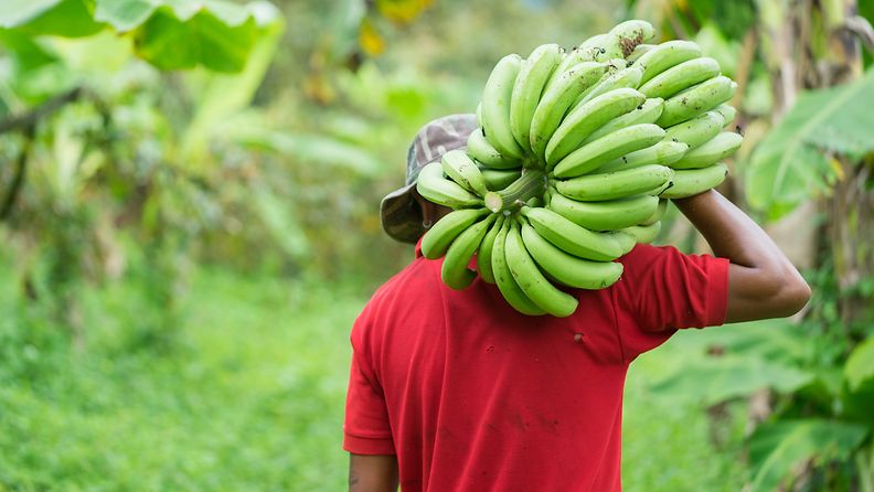 banaani viljelijä
