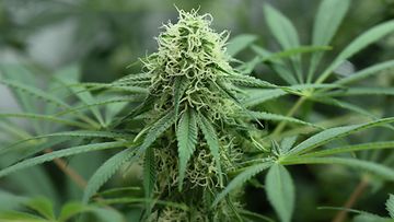 AOP kannabis kasvi kannabiskasvi cannabis plant marihuana kotikasvatus 7.08904993