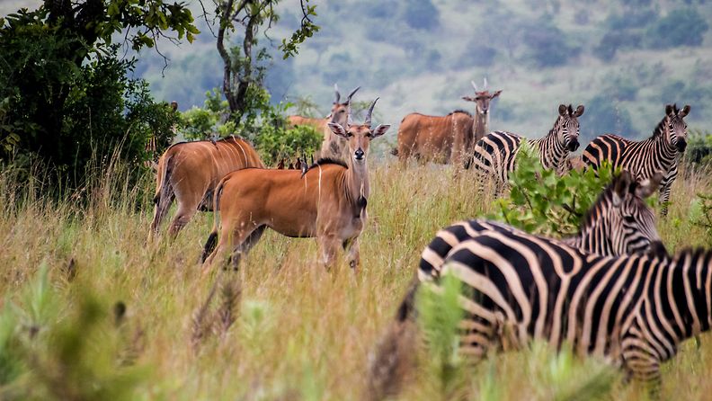 Ruanda luonnonpuisto safari