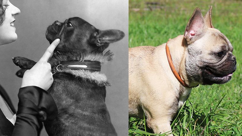 Kuvissa ranskanbulldoggi vuoden 1917 valokuvassa ja nykyisessä arkistokuvassa