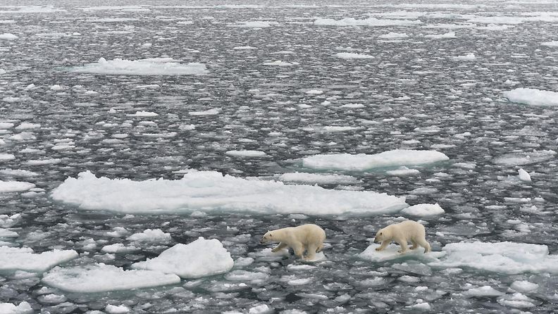 aop arktinen jää, huippuvuoret, jääkarhu, ilmastonmuutos