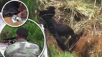 Video: Erittäin harvinainen musta pantteri jäi ansaan jumiin – tältä näyttää kissapedon pelastusoperaatio