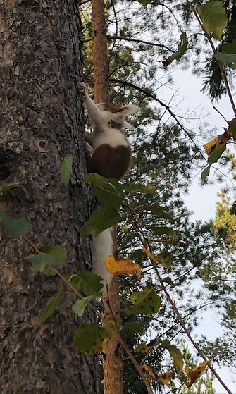 Marjo Vähälummukka ikuisti täplikkään oravan Vantaan Asolassa 3