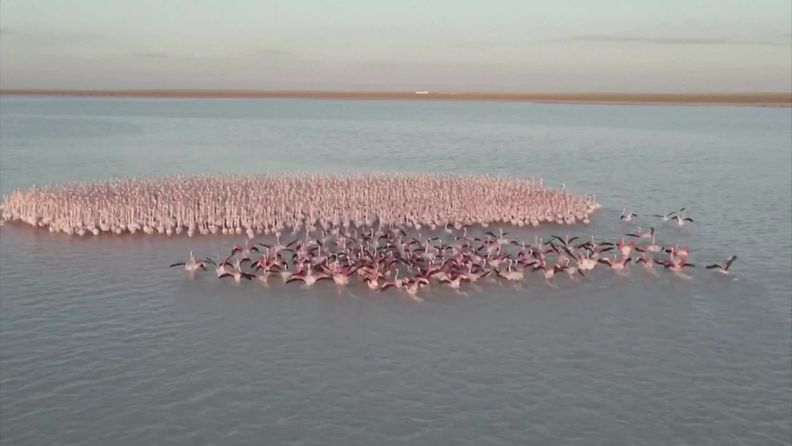 Massiivinen flamingoparvi kerääntyi Kazakstanin Karakol-järvelle