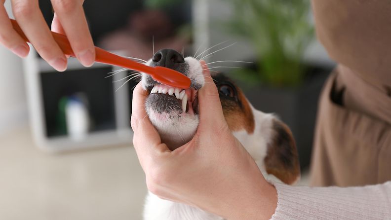 koiran hampaiden harjaus