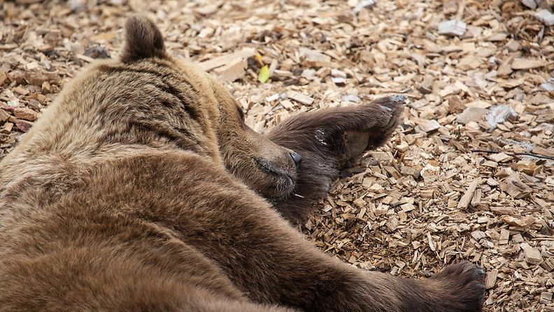 KORKEASAARI Korkeasaaren karhut ovat vaipuneet talviunille.