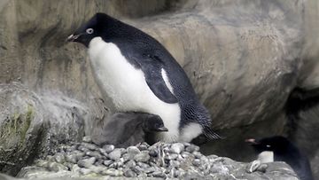 aop pingviini