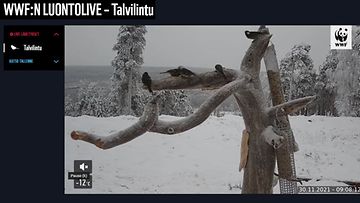 Kuvankaappaus WWF:n talvilintukamerasta verkkosivuilta.