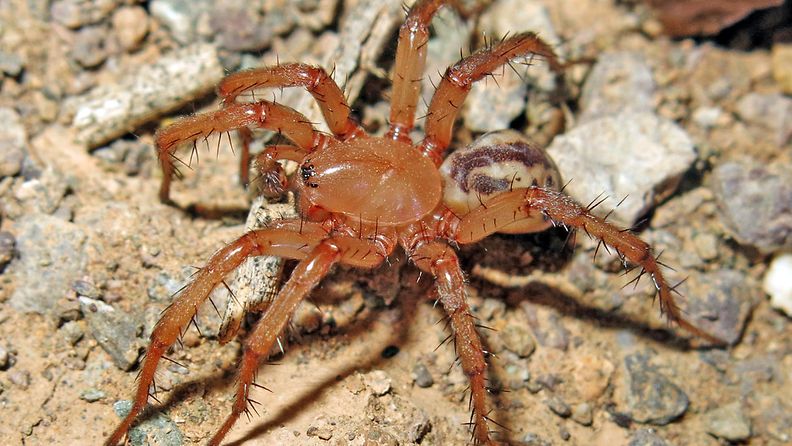 Lachesana perseus -hämähäkki löytyi Iranista. 