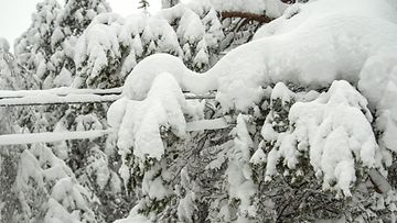 Lumikuorma taivuttaa puut sähkölinjan päälle.