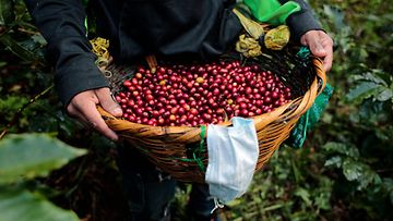 LK 9.2.2022 Kahvin poimija kerää kahvipapuja Nicaraguassa 28.1.2022.