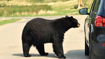 karhu lähestyy autoa