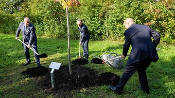 Puolan ulkoministeri Zbigniew Rau, Saksan ulkoministeri Heiko Maas ja ulkoasiainministeri Jean-Yves Le Drian istuttavat puita Buchenwaldissa.