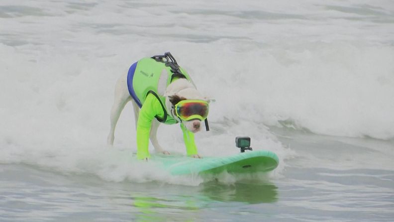 Faith surffaava koira REUTERS