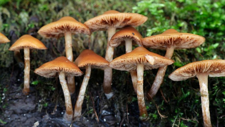 myrkkynääpikkä, sieni