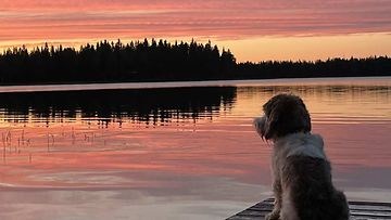 Pekka-koira katsoo auringonlaskua Rovaniemellä.