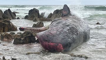 LK 21..9.2022 Australiassa Tasmanian saarella satoja valaita on ajautunut rannalle ja jäänyt jumiin, paikalliset viranomaiset kertovat.