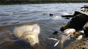 Oderjoki kuollut kala myrkky joki